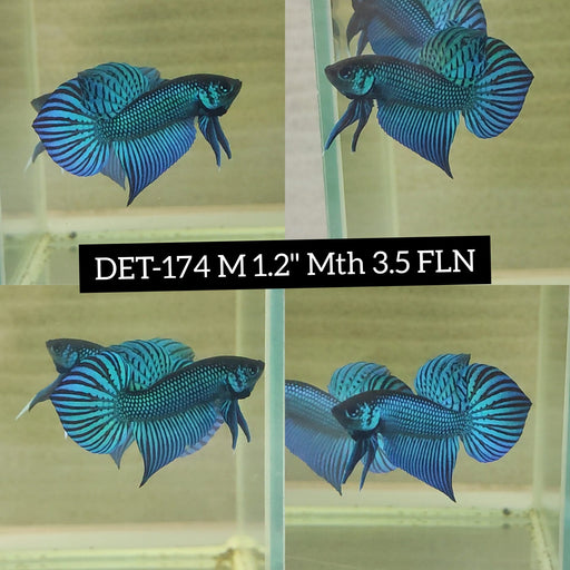 Betta Male High Grade Mahachai Green (DET-174)  What you see is what you get!