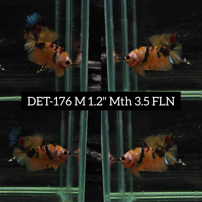 Betta Male High Grade Plakat Nemo Fancy Galaxy (DET-176) What you see is what you get!