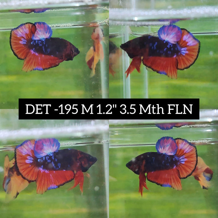 S016-Betta Male High Grade Plakat Black Fire (DET-195) What you see is what you get!