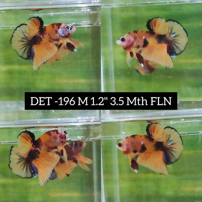 S052-Betta Male High Grade Plakat Yellow Nemo Galaxy (DET-196) What you see is what you get!
