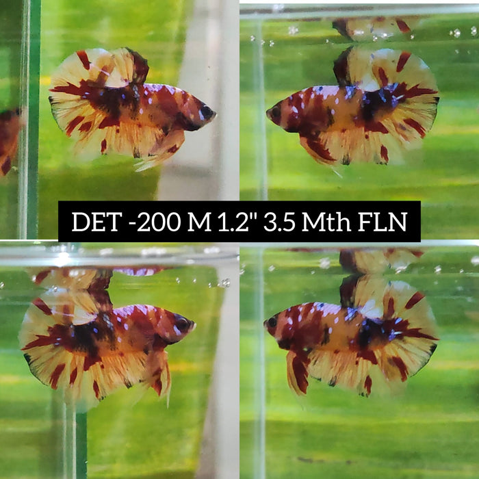 S053-Betta Male High Grade Plakat Nemo Galaxy (DET-200) What you see is what you get!