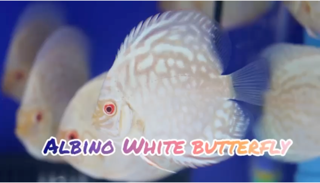 (DISCUS-11) Albino White Butterfly Discus