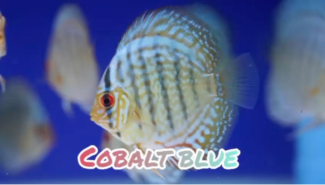 (DISCUS-13) Cobalt Blue Discus