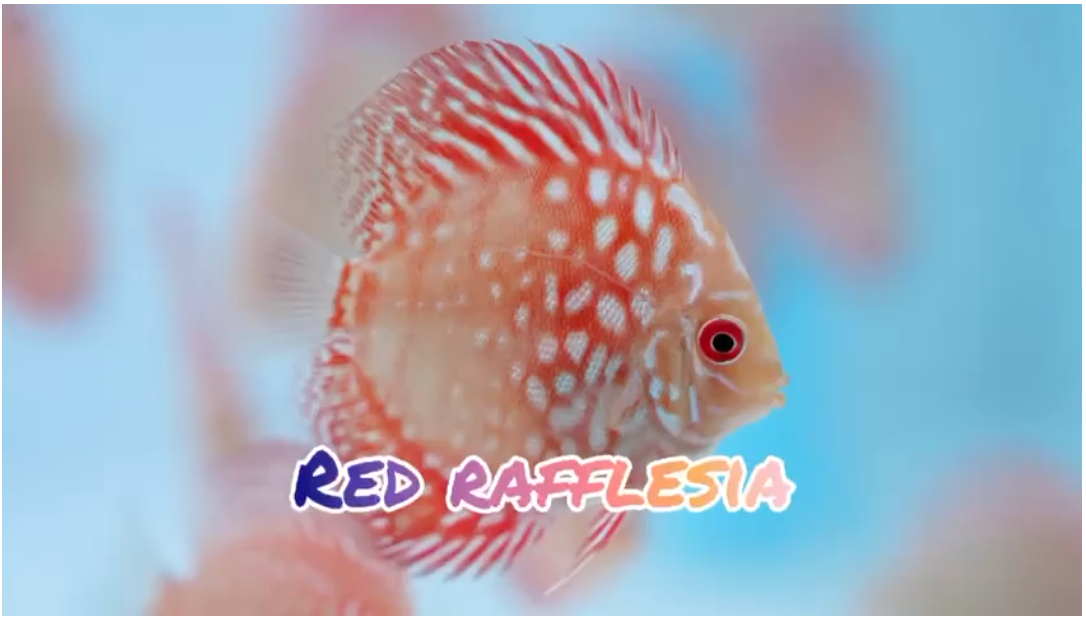 (DISCUS-14) Red Rafflasia Discus
