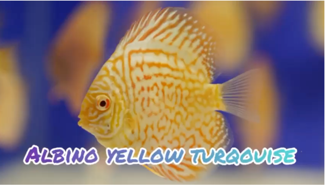 (DISCUS-16) Albino Yellow Turqouise Discus