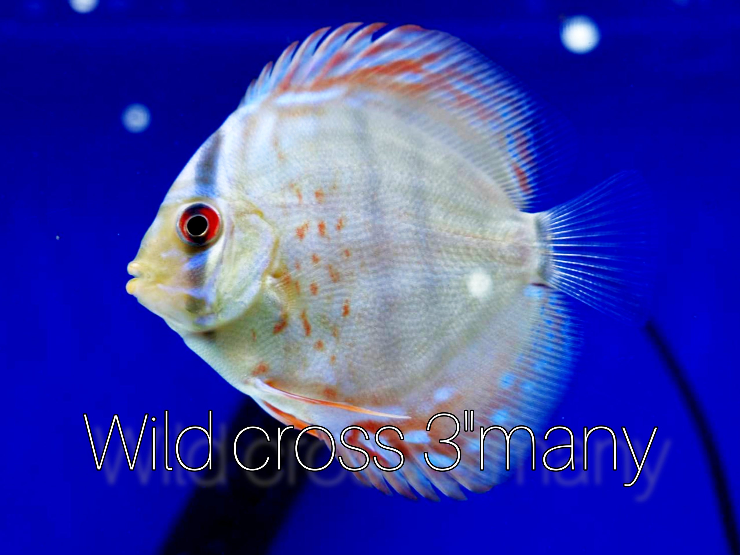 (DISCUS19) Wild Cross Discus — Coast Gem USA