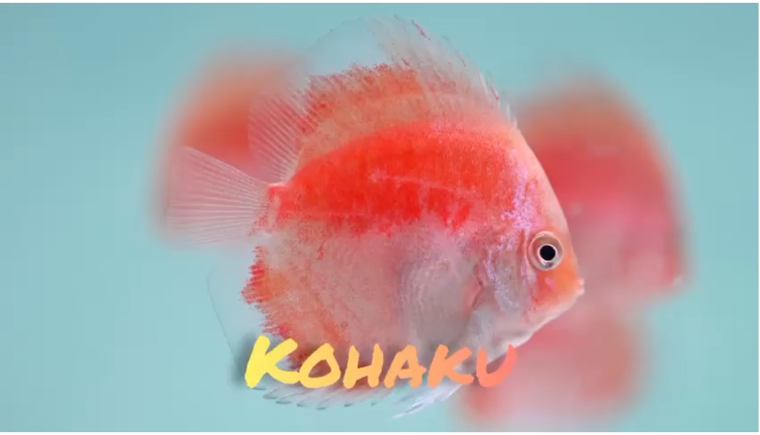 (DISCUS-21) Kohaku Discus
