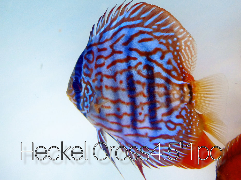 (DISCUS-23) Heckel Cross Discus (Blue Face)