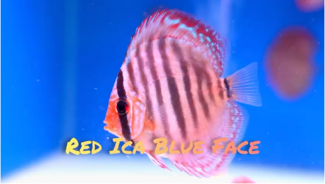 (DISCUS-25) Red Ica Discus Blue Face
