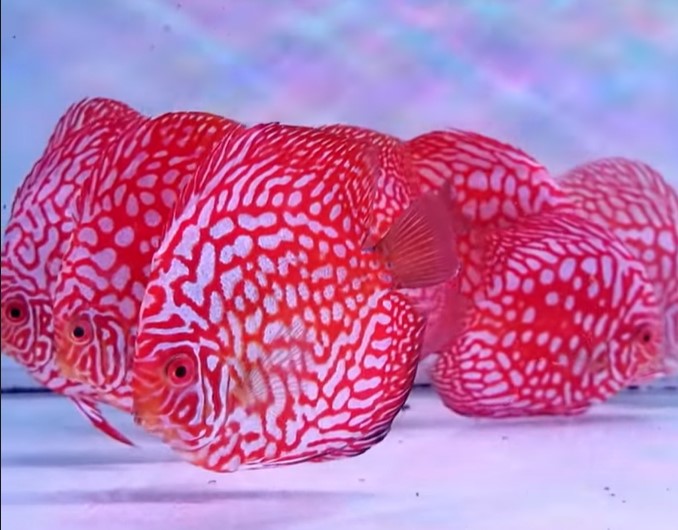 (DISCUS-38)Red Checkerboard Discus