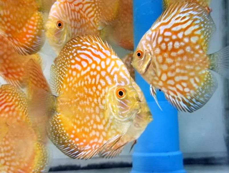 (DISCUS-39)Yellow Checkerboard Discus
