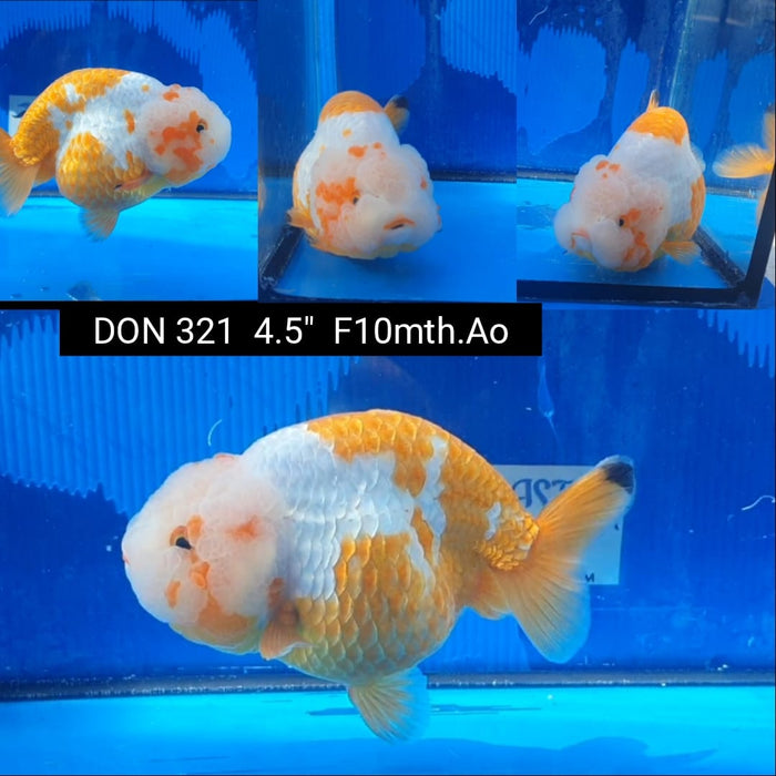 (DON-321)  Thai Red/White Ranchu 4.50 inch Body  Female 10 Months Age