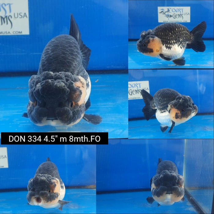 (DON-334)x  Thai Panda Ranchu 4.50 inch Body  Male 8 Months Age