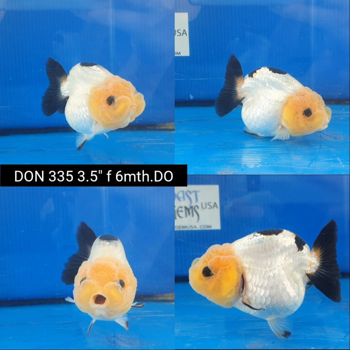(DON-335)  Thai Panda Ranchu 3.50 inch Body  Female 6 Months Age
