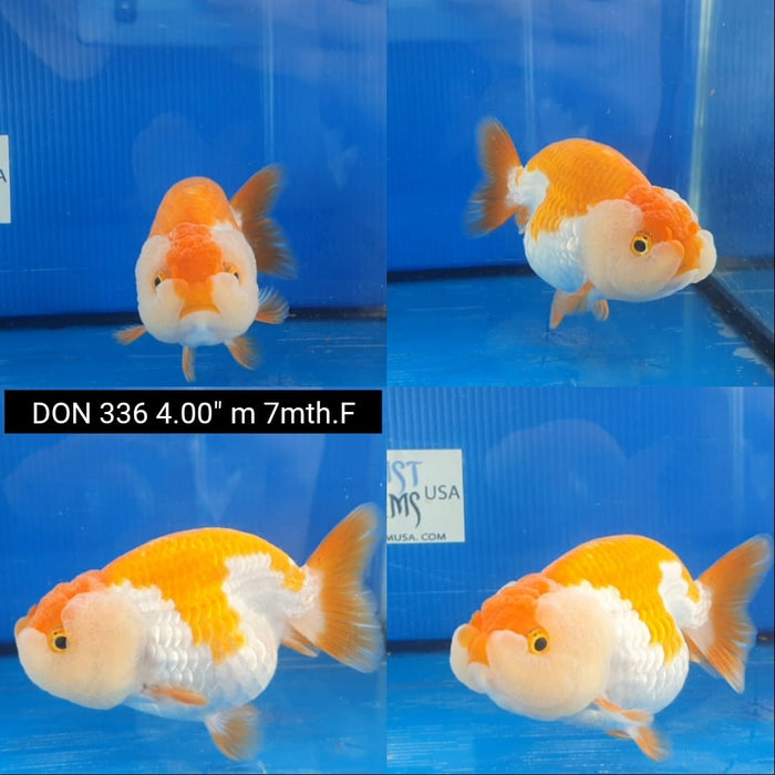 (DON-336)  Thai Red/White 4.00 inch Body  Male 7 Months Age