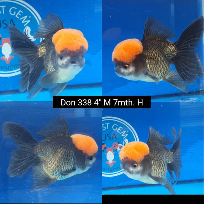 (DON-338)9/19  Thai Black Red Cap Oranda 4.00 inch  Male 7 Months Age