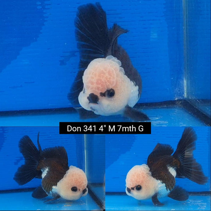 B14(DON-341)  Thai Panda Oranda 4.00 inch Body  Male 7 Months Age
