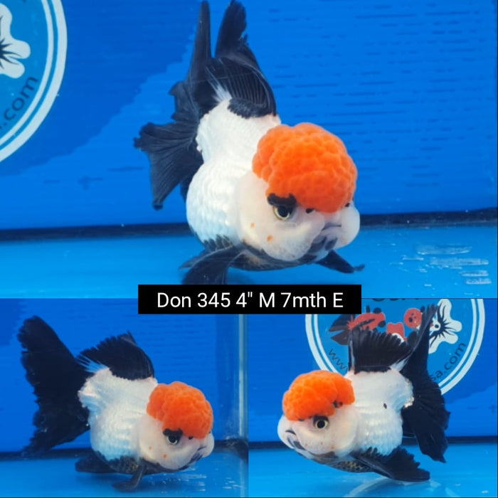 B14(DON-345)  Thai Tri Color Oranda 4.00 inch Body  Male 7 Months Age