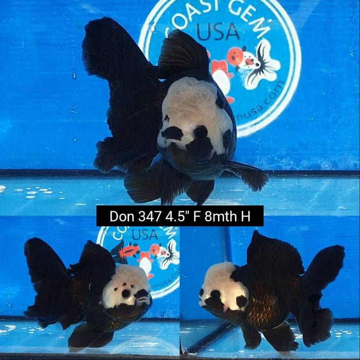 B14(DON-347)  Thai Panda Oranda 4.50 inch Body  Female 6 Months Age
