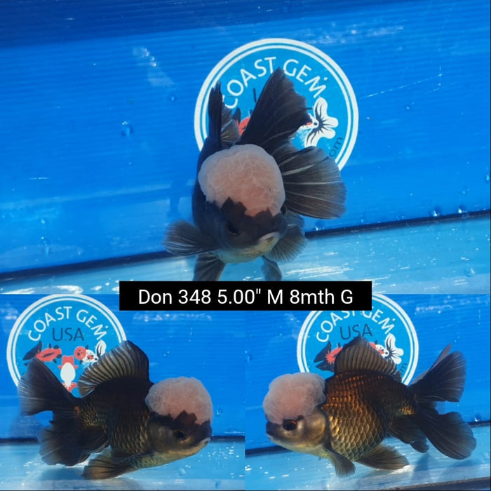 I100222(DON-348)  Thai Panda Lemon Head 5.00 inch Body  Male 8 Months Age