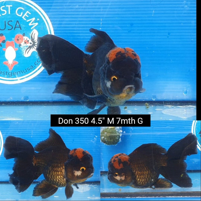 (DON-350)  Thai Black Red Cap Oranda 4.50 inch  Male 7 Months Age
