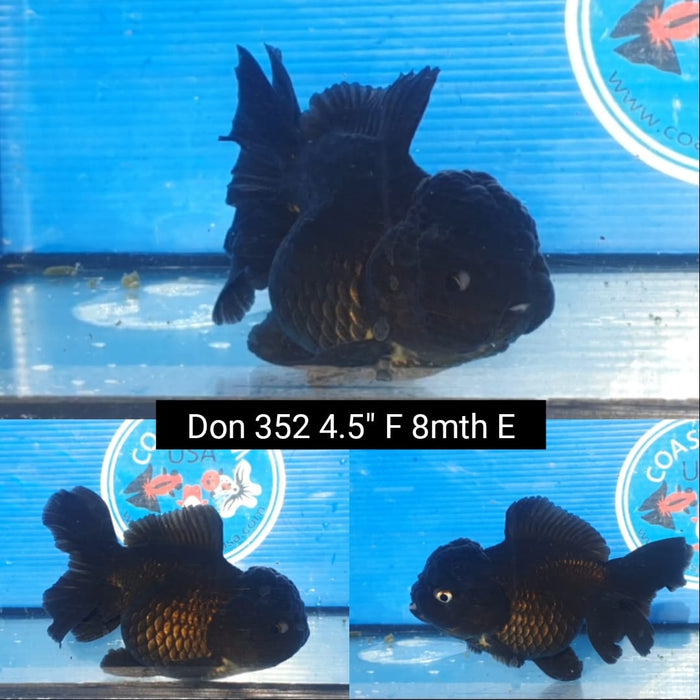 I100222(DON-352)9/19  Thai Black Oranda 4.50 inch Body  Female 8 Months Age
