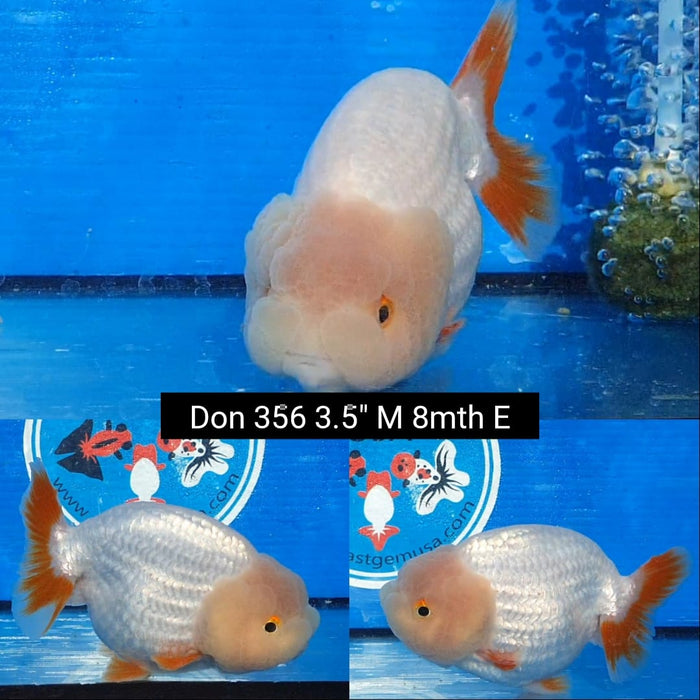 B5, B6, B7(DON-356)  Thai Red/White Ranchu 3.50 inch Body  Male 8 Months Age