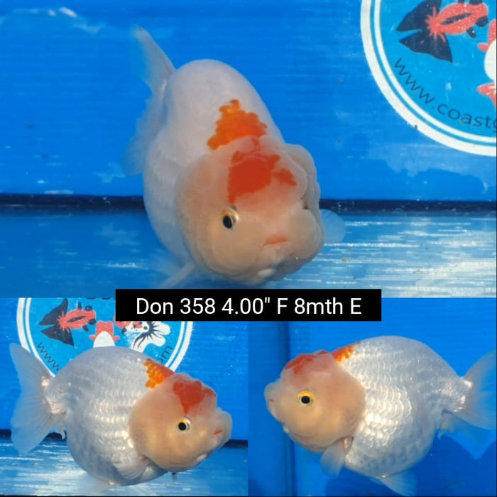 B14(DON-358)  Thai Red/White Ranchu 4.00 inch Body  Female 8 Months Age