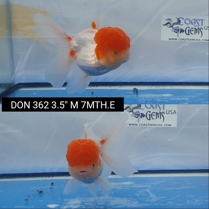 (DON-362)  Thai Red Cap Oranda 3.50 inch Body  Male 7 Months Age