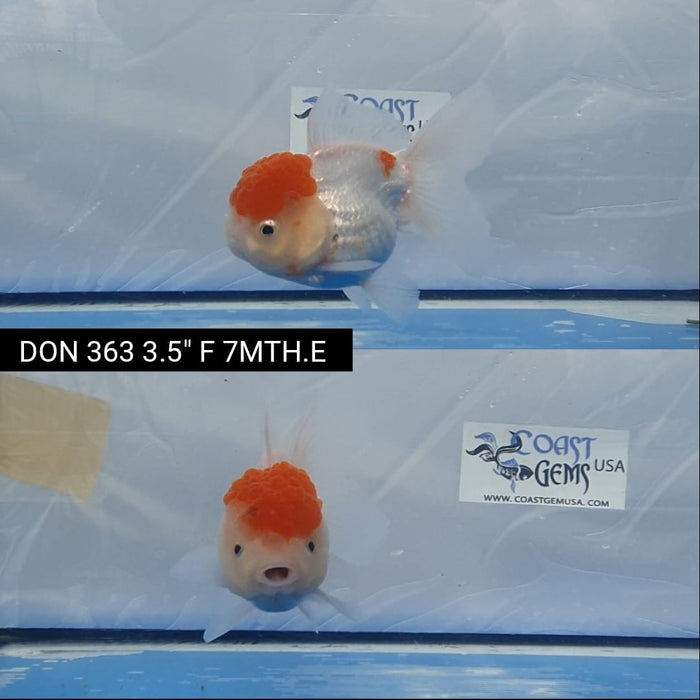 (DON-363)  Thai Red Cap Oranda 3.50 inch Body  Female 7 Months Age