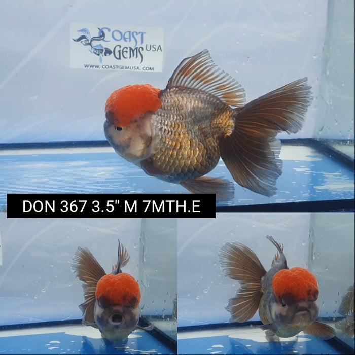 102022(DON-367)  Thai Tri Color Oranda 3.50 inch Body  Male 7 Months Age