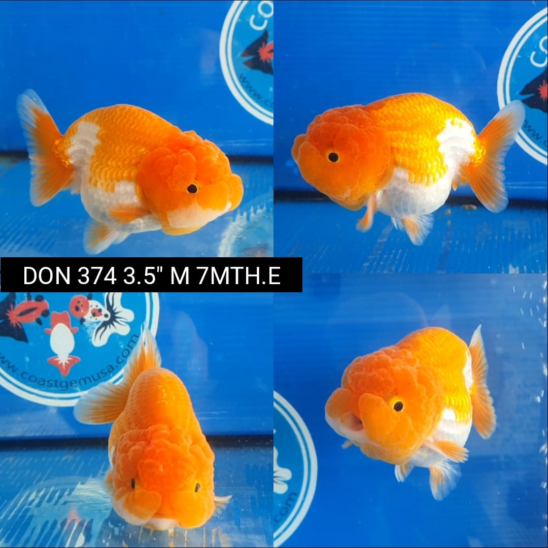 (DON-374)  Thai Red/White Lionchu Ranchu 3.50 inch Body  Male 7 Months Age