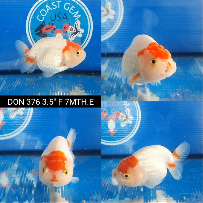 (DON-376)  Thai Red/White Red Cap Lionchu Ranchu 3.50 inch Body  Female 7 Months Age