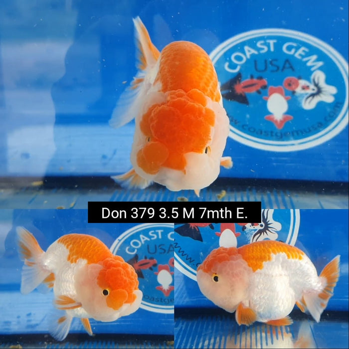 (DON-379)9/19  Thai Red/White Lionchu Ranchu 3.50 inch Body  Male 7 Months Age