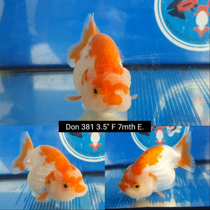 (DON-381)  Thai Red/White Lionchu Ranchu 3.50 inch Body  Female 7 Months Age
