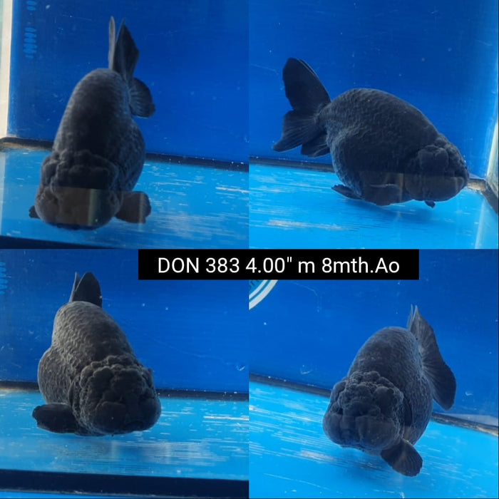 (DON-383)  Thai Black Ranchu 4.00 inch Body  Male 8 Months Age