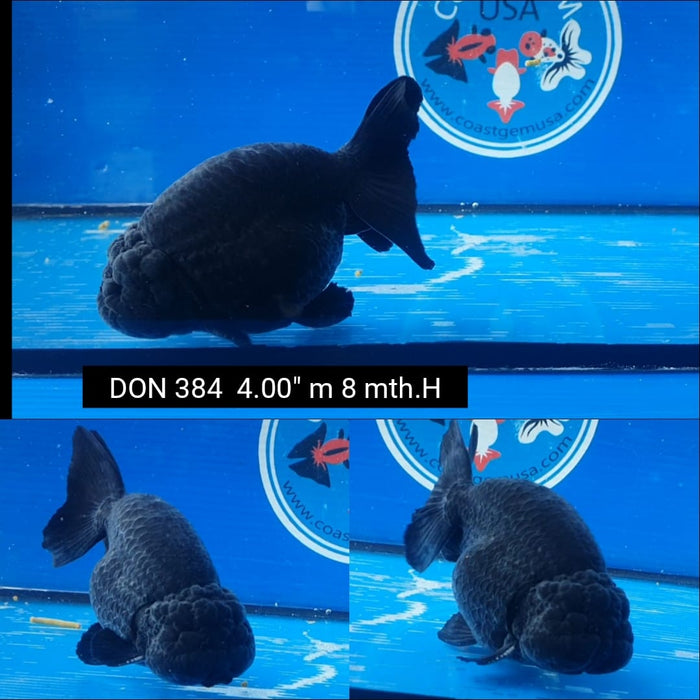 (DON-384)9/19  Thai Black Ranchu 4.00 inch Body  Male 8 Months Age