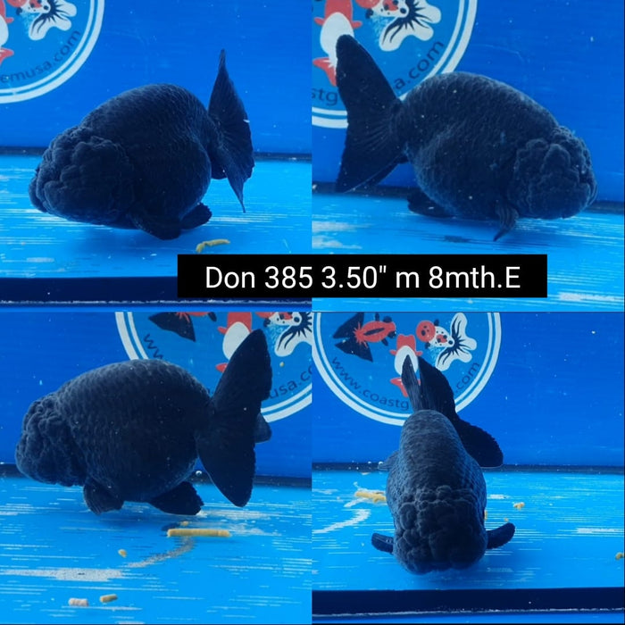 (DON-385)  Thai Black Ranchu 3.50 inch Body  Male 8 Months Age