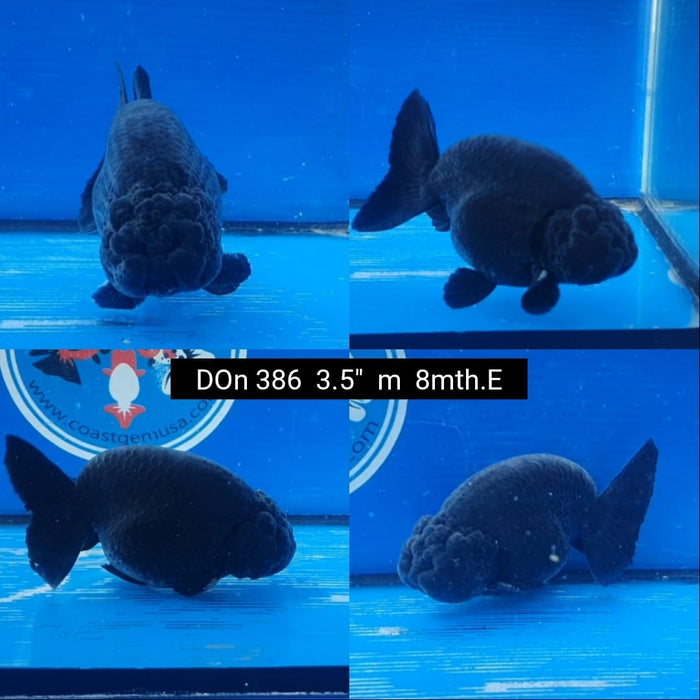 (DON-386)  Thai Black Ranchu 3.50 inch Body  Male 8 Months Age