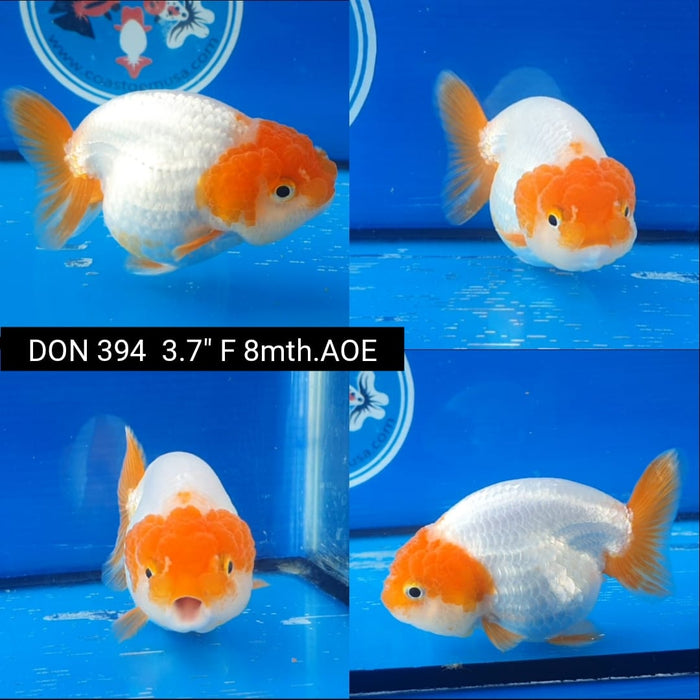 (DON-394)  Thai Red/White Lionchu Ranchu 3.75 inch Body  Female 8 Months Age