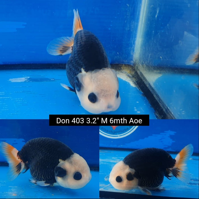 B5, B6, B7(DON-403)  Thai Tri Color Special Color Ranchu 3.25 inch Body  Male 6 Months Age