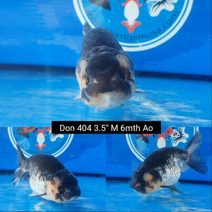 (DON-404)  Thai Panda Special Color Ranchu 3.50 inch Body  Male 6 Months Age