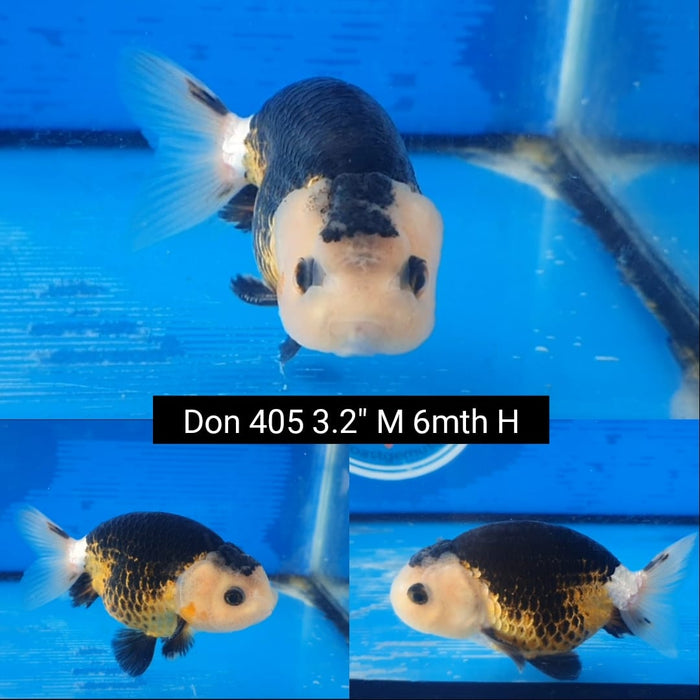 (DON-405)  Thai Tri Color Special Color Ranchu 3.25 inch Body  Male 6 Months Age