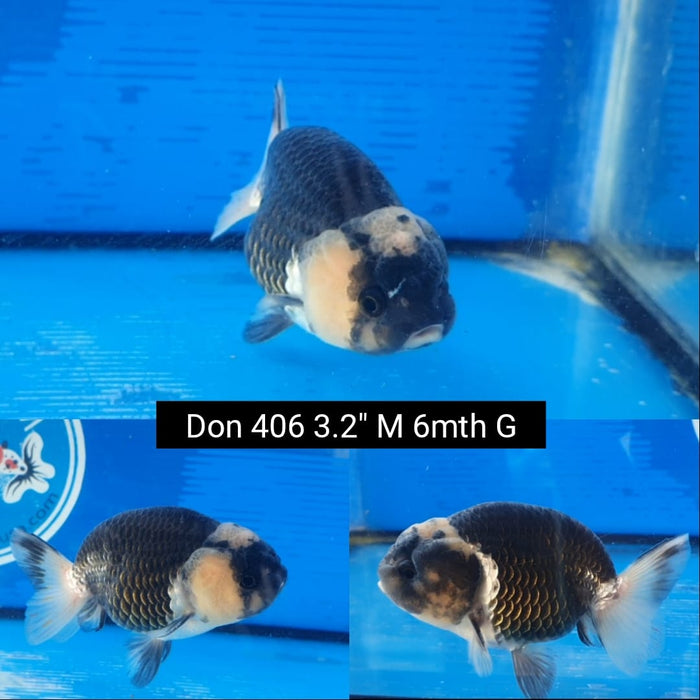 B5, B6, B7(DON-406)  Thai Panda Special Color Ranchu 3.25 inch Body  Male 6 Months Age