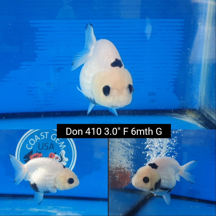 (DON-410)  Thai Panda Special Color Ranchu 3.00 inch Body  Female 6 Months Age
