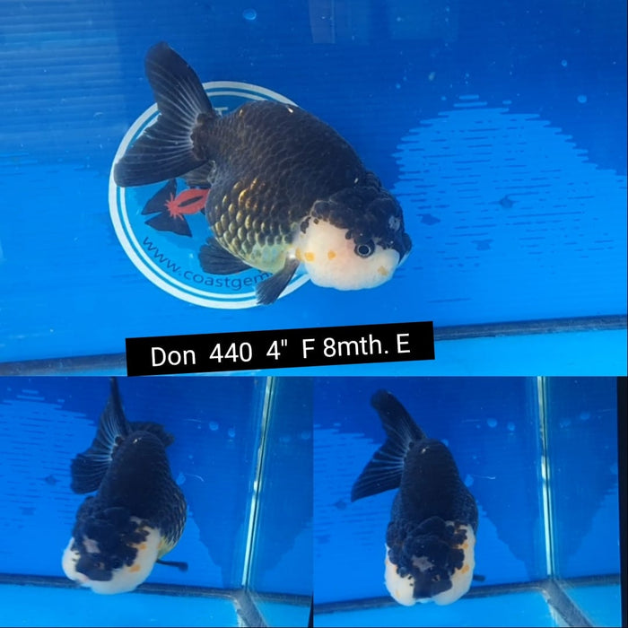 102022(DON-440) THAI BLACK AND WHITE RANCHU SHORT TAIL 4" BODY FEMALE 8 MONTHS AGE