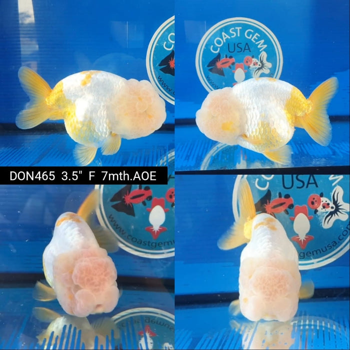 (DON-465)Thai Lemon White Lionchu Female 3.5'' 7mths