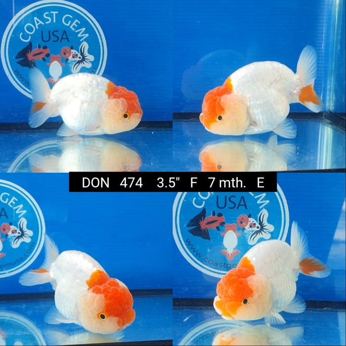 (DON-474)Tancho Red and White Thai Ranchu Female