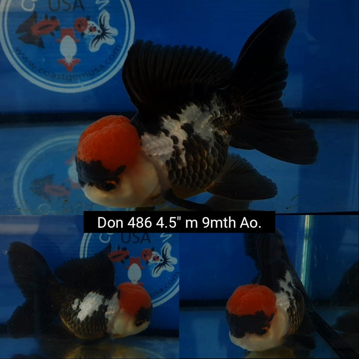 (DON-486)  Thai Red Cap Tri Color Oranda 4.50 inch Body  Male 9 Months Age