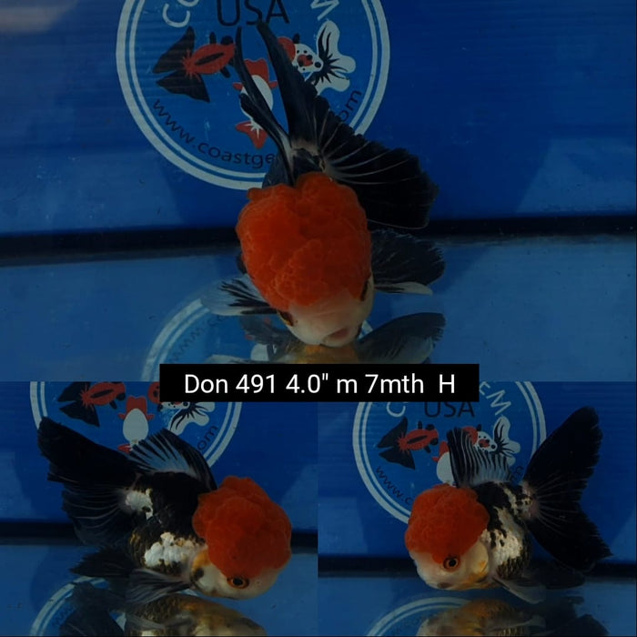 (DON-491)  Thai Red Cap Tri Color Oranda 4.00 inch Body  Male 7 Months Age